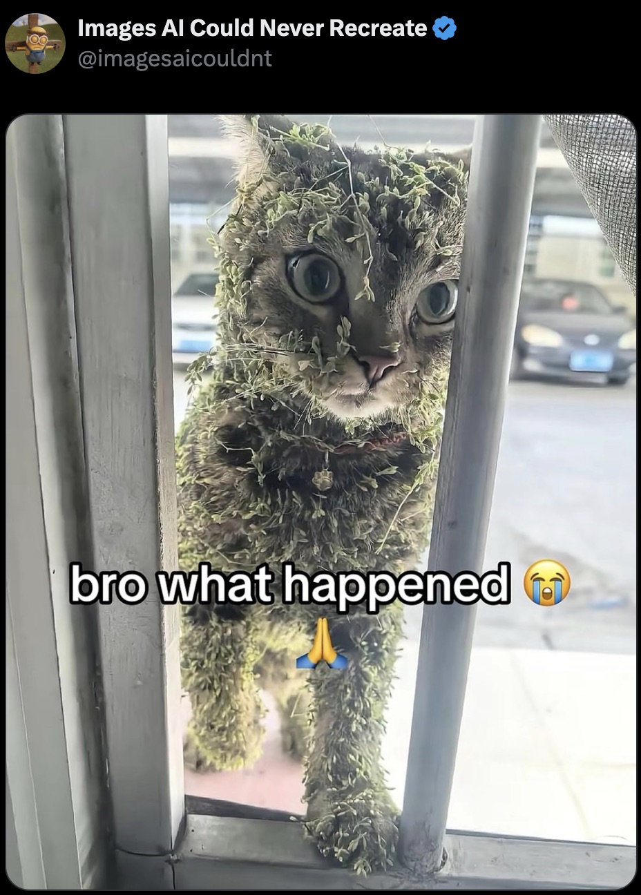 Cat equivalent of coming home drunk